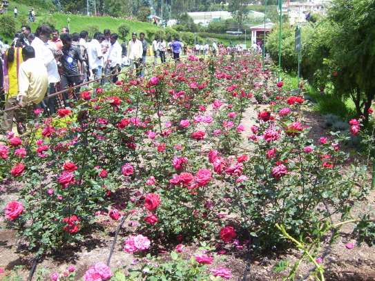 Rose Garden