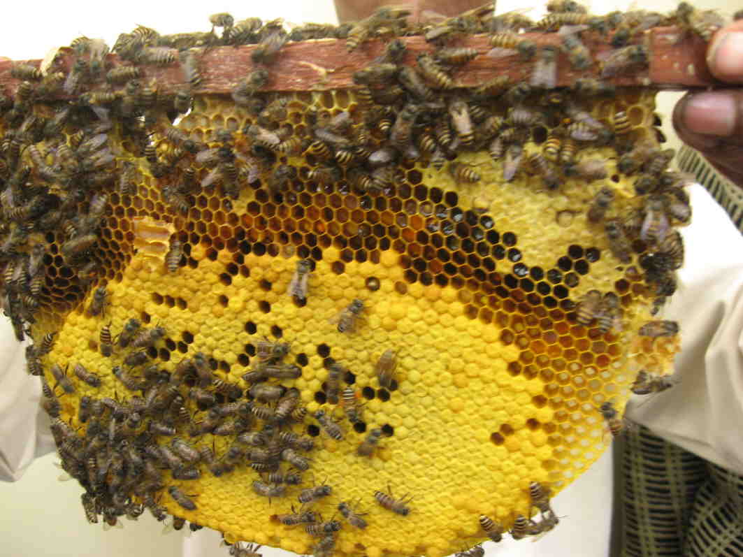 The Honey & Bee Museum