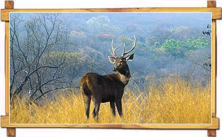 deer-sariska-wildlife