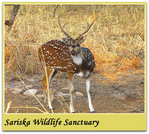 sariska-wildlife-sanctuary