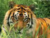 tiger, Jim Corbett national park,Corbett Tour