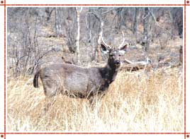 ranthambore-wildlife-in-rajasthan