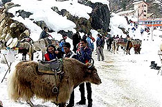 rohtang pass, Manali