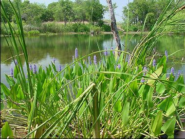 Cedar Hill State Park