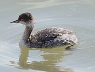 Grebes National Birds