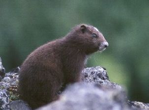 Island marmot