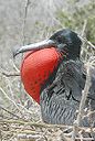 Magnificent Frigatebird