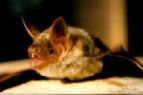  Mouse-Eared Bat