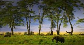 Ngorongoro Conservation Area