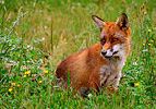 Red Fox