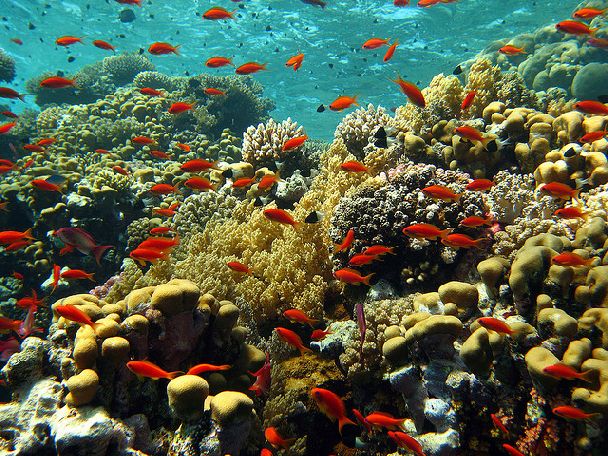   Red Sea Reef