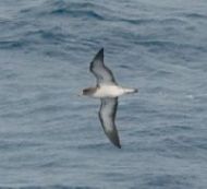 Shearwaters 