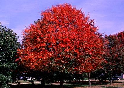 Tupelo