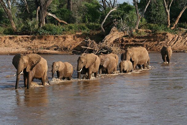 Samburu National Reserve 