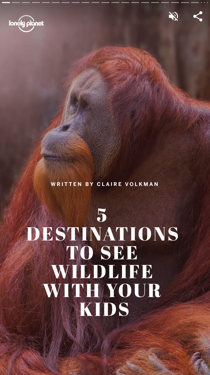 orangutan