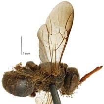 Intratribal Variation among Mature Larvae of Stingless Bees (Apidae:  Meliponini) with Descriptions of the Eggs of 11 Species