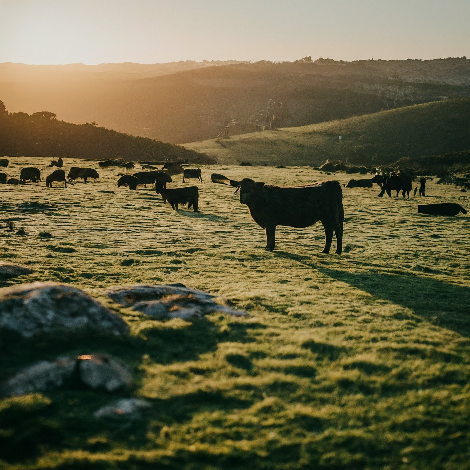 Living Off-Grid for 10 Years: Holistic Grazing in Portugal 