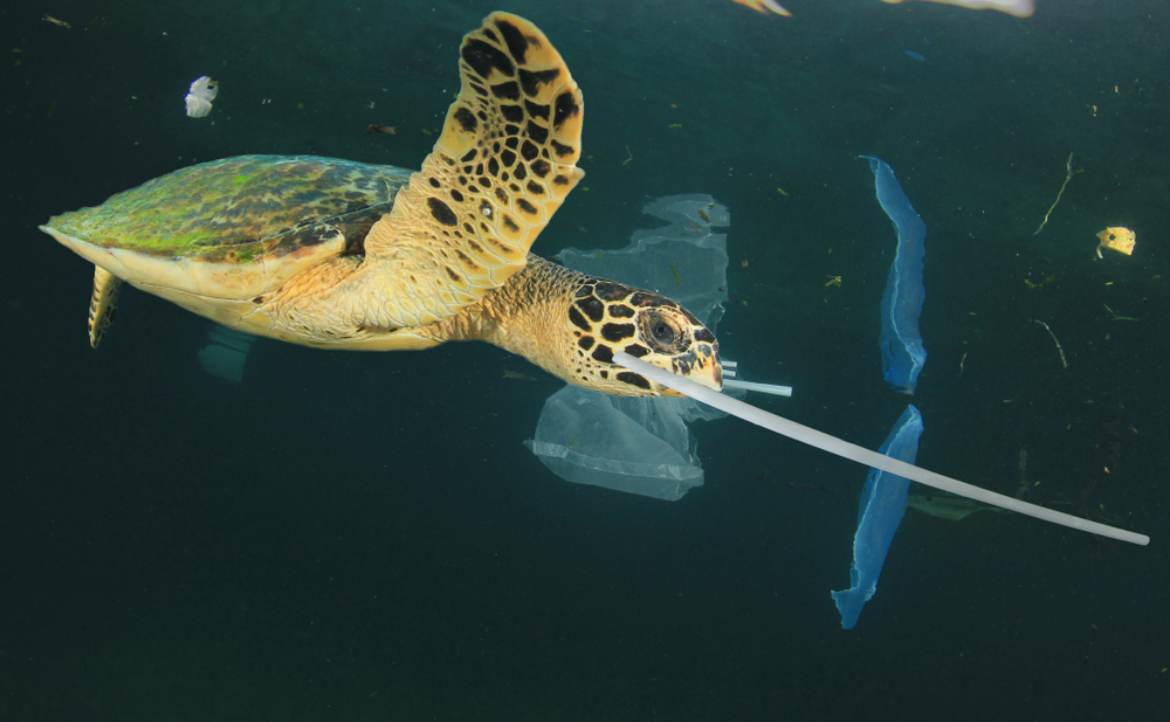 很慶幸，面對吸管，我們選擇了小題大做──台灣創下「世界第一」3 年後，沒幾個先進國家跟上腳步｜鱸魚｜換日線