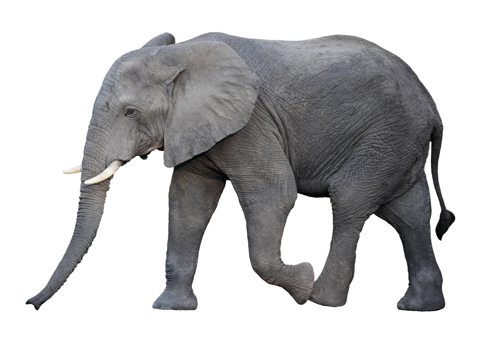 Why Elephants Rarely Get Cancer & What It Means For The Future of