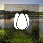 tulip-thumbnail
