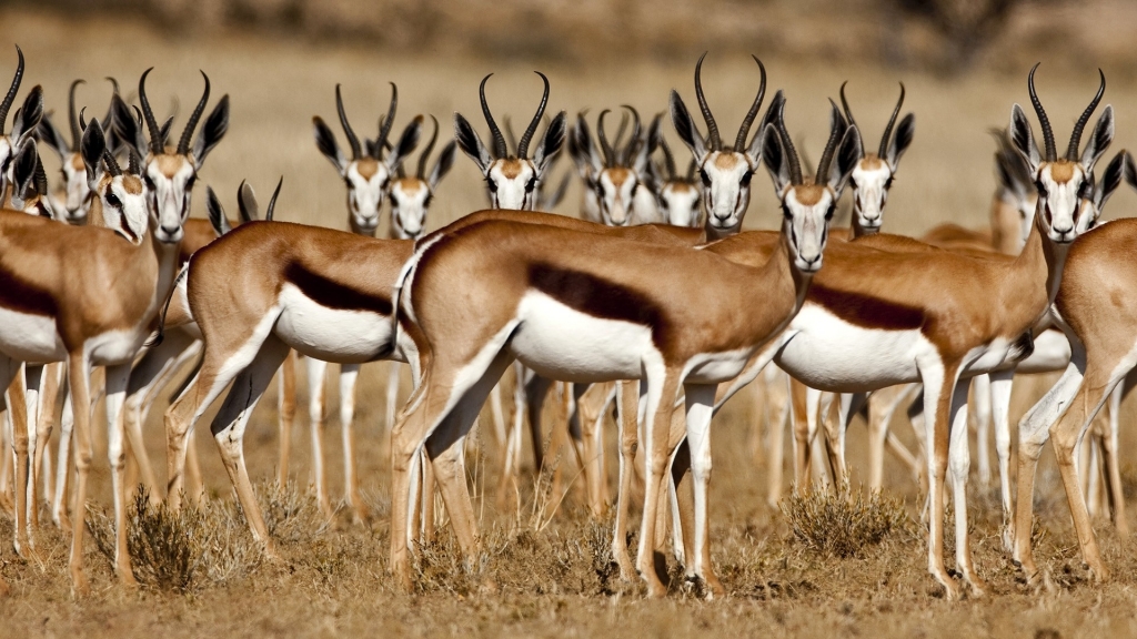 gazelles