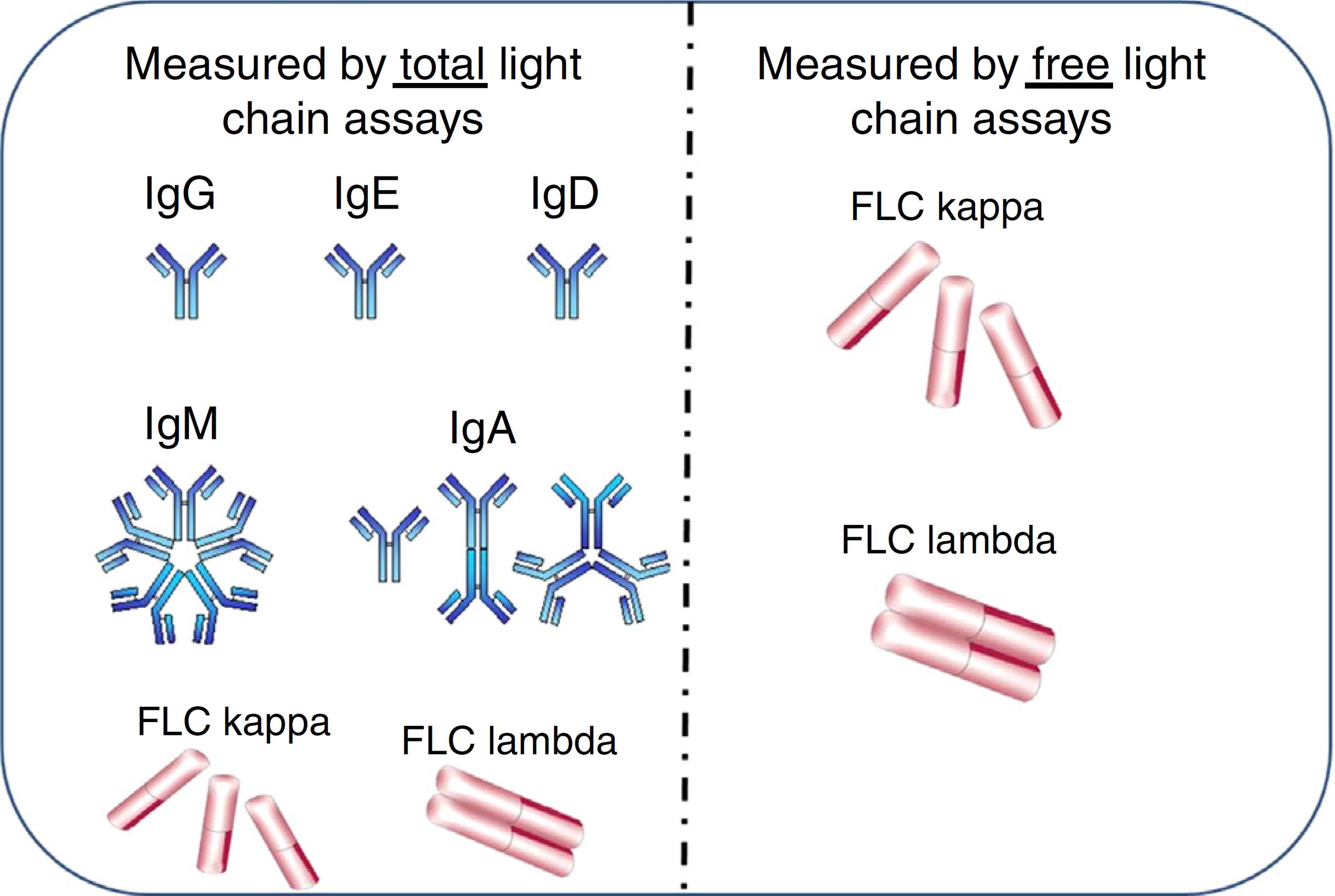 What Is Invert Elevation Elevated Kappa Light Chain