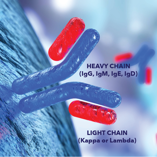 Kappa Or Lambda Myeloma Testing Is