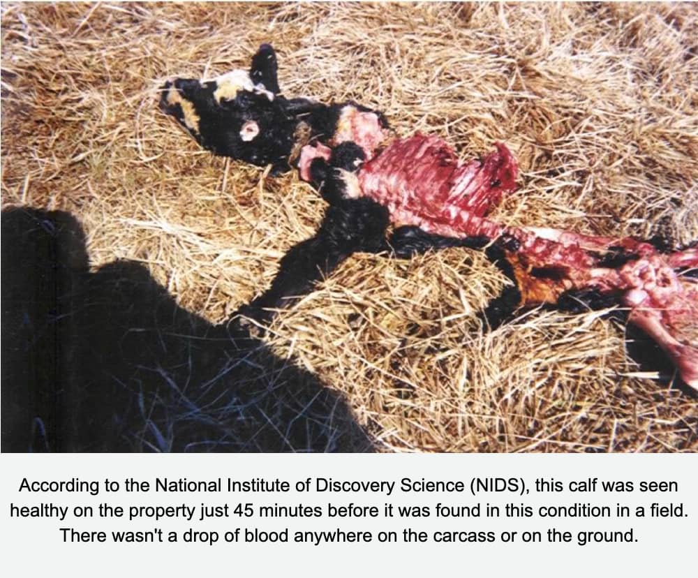 Cattle Mutilation on Skinwalker Ranch