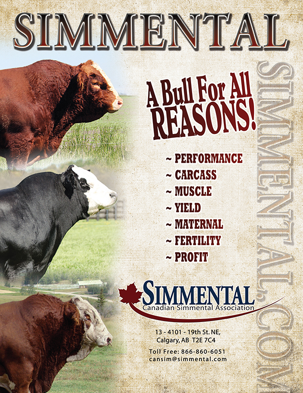 “Bull for all Reasons” advertisement (PDF)