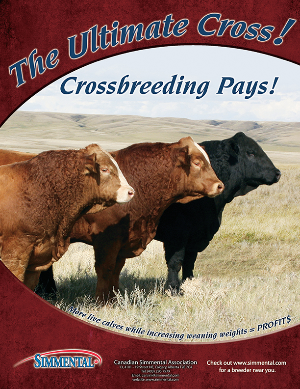 “Ultimate Cross” advertisement (PDF)