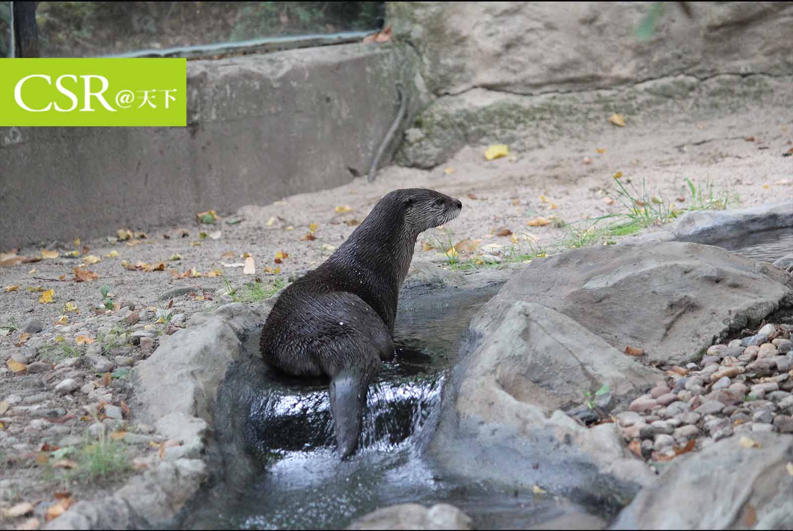 金門水獺 苗栗石虎前瞻計畫為何成為破壞動物棲地的兇手 Csr 天下