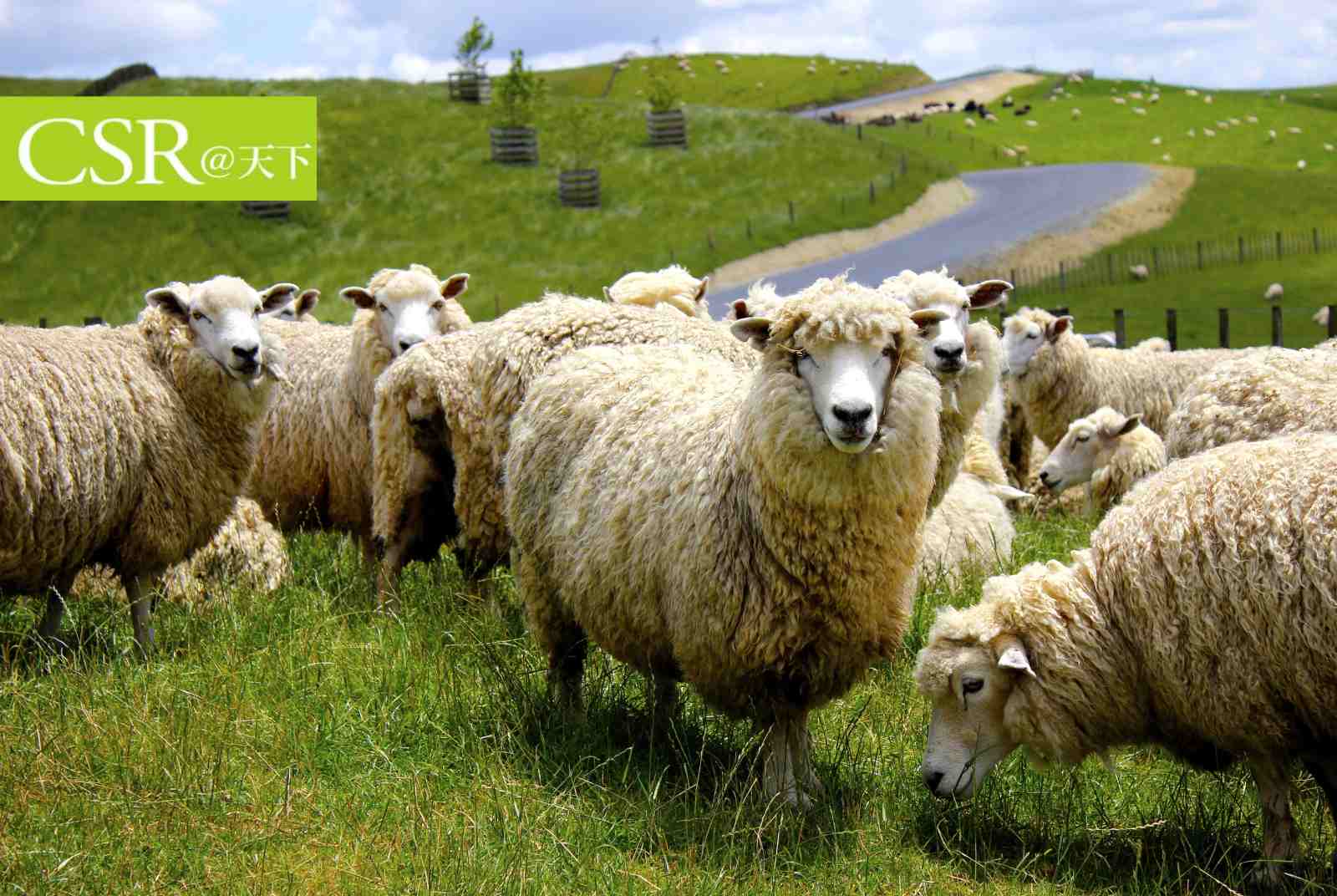 Бордер колли пастух. Work sheep. Скотоводство овцы. Овца блеет. Бордер колли и овцы.