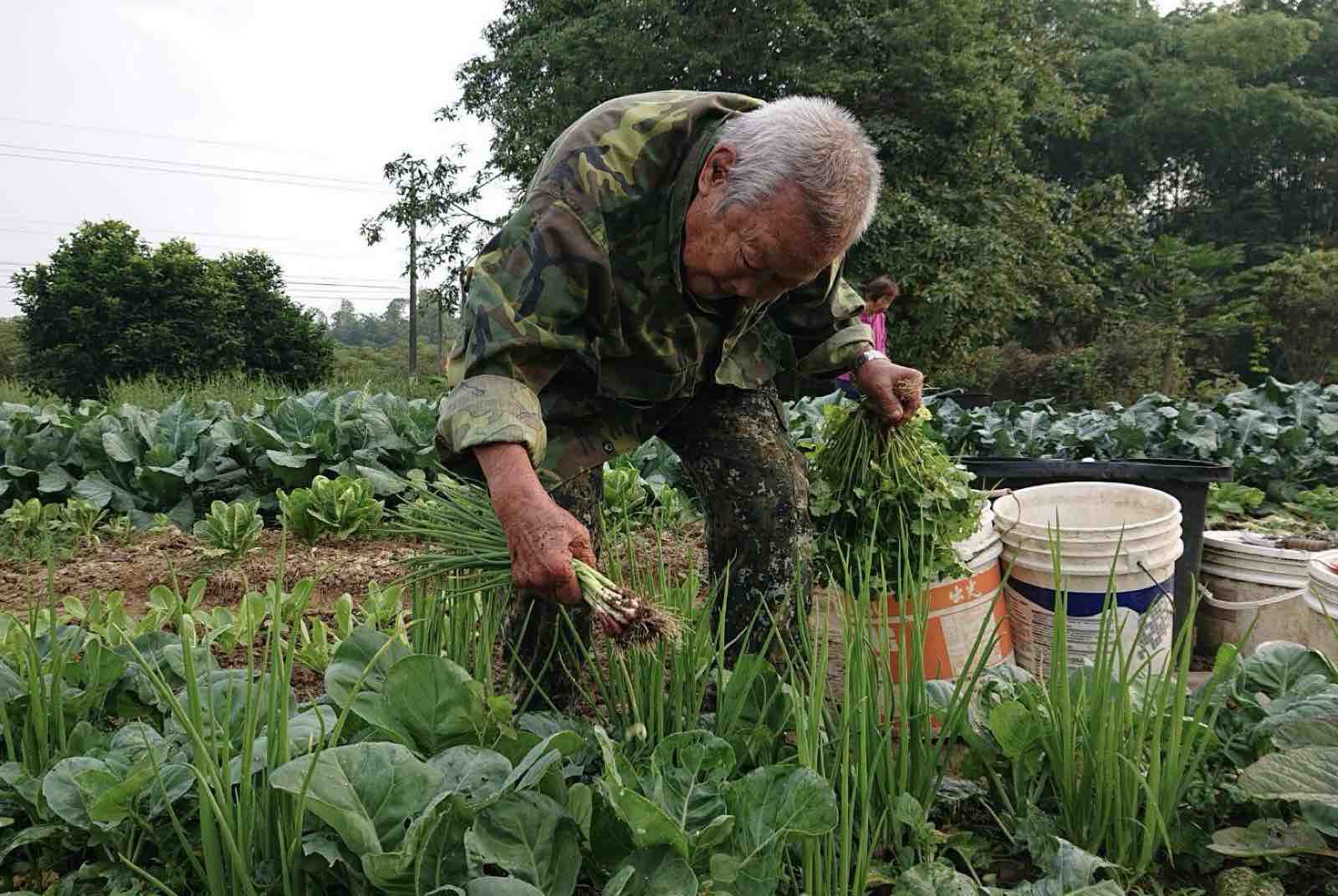 老農夫 種田