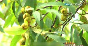 臨安山核桃高營養 村民靠金果子賺現金