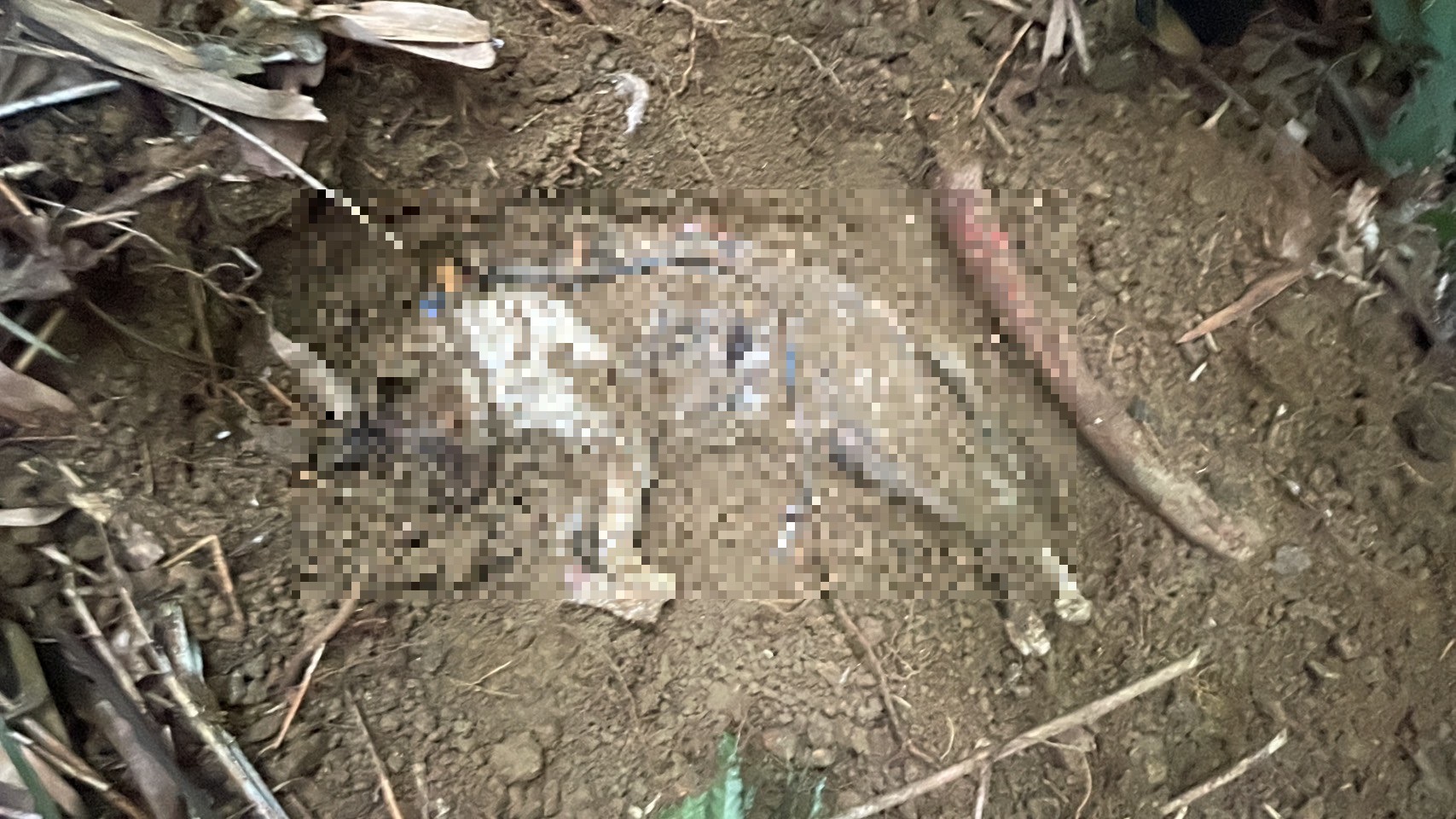 信義區發現5具貓屍疑遭虐殺。（圖／翻攝畫面）