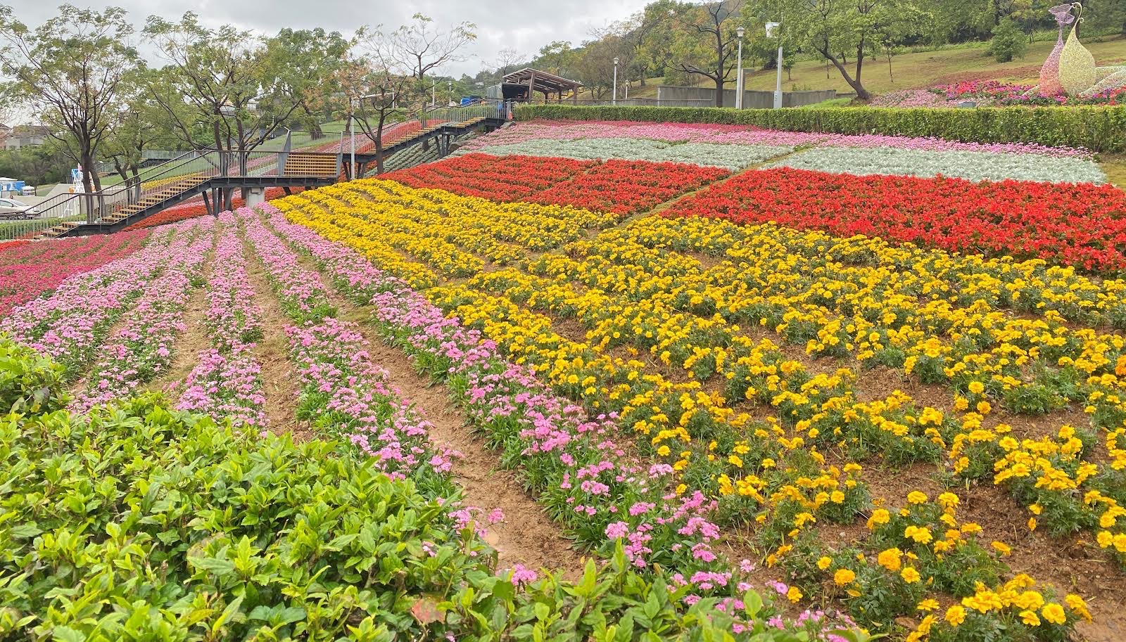 北投三層崎花海有「台版富良野」之稱。（圖／翻攝畫面）