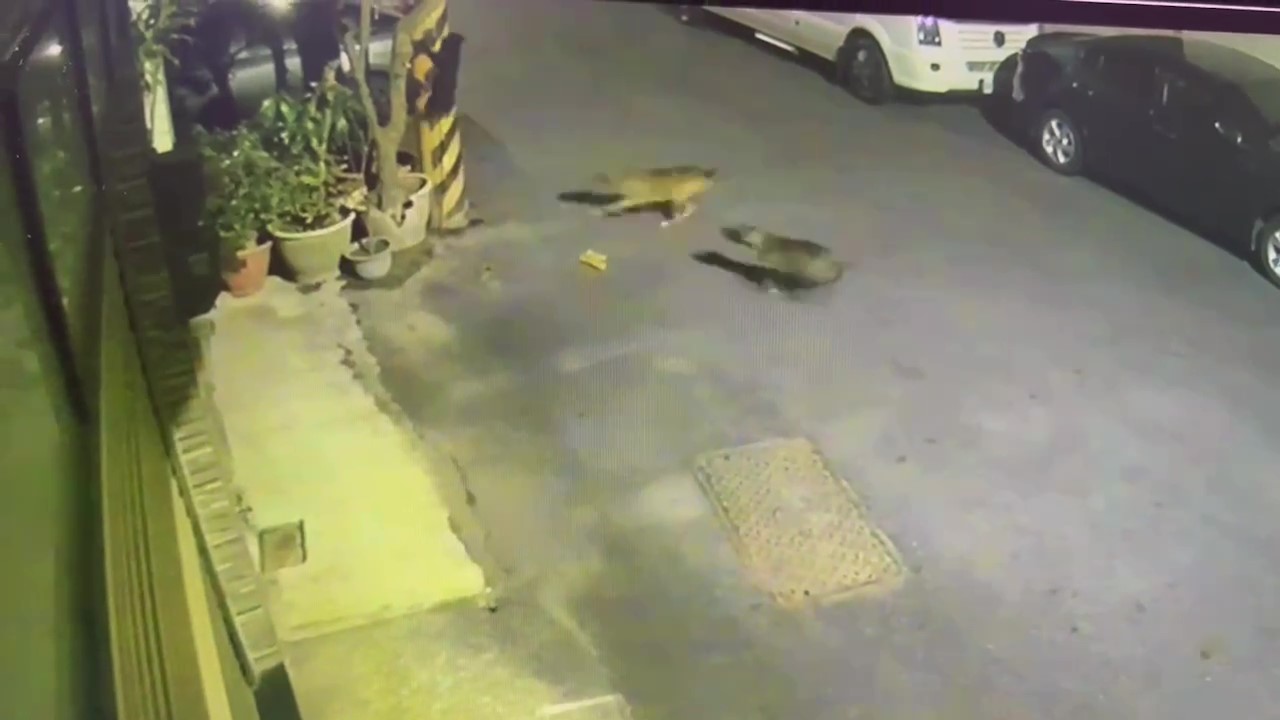 小黑狗被追咬，一度嚇到爬上電線桿仍難逃死劫。（圖／中天新聞）