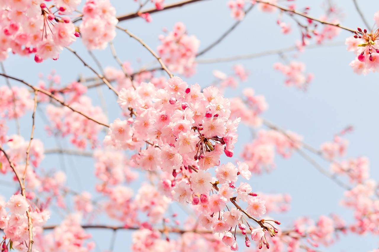 東京被預測最快可能在3月17日左右櫻花開花。(示意圖/Pixabay)