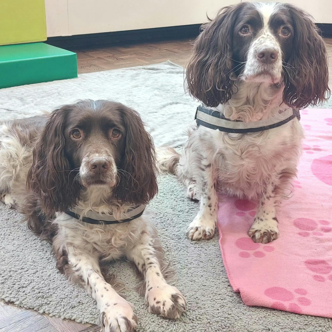Kwispellezen: voorlezen aan een hond