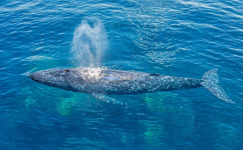 Blue Whale