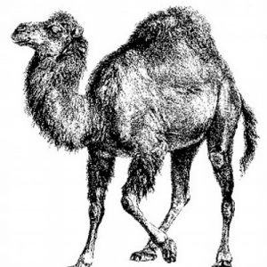 Black Camel Logo