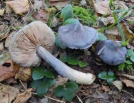 image of entoloma