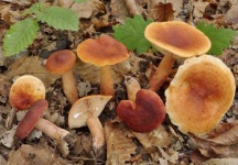 image of lactarius