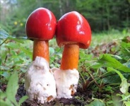 image of amanita