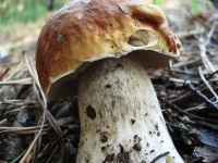 image of bolete