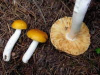 image of russula