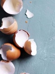 egg_shell