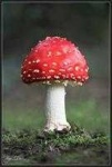 image of agaric