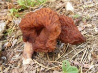 image of gyromitra