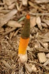 image of stinkhorn